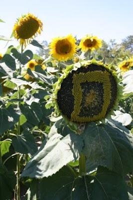 Artistic Sunflowers (8) 5