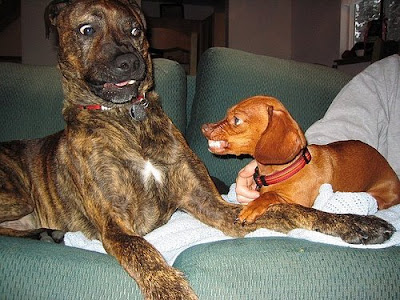 Perfect Timed Photos (16) 9