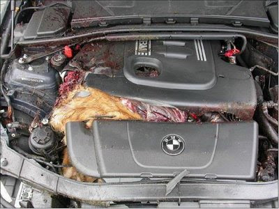 Deer in engine compartment (4) 3