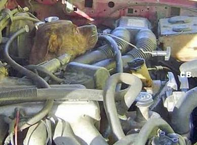 Dog in engine compartment (4) 1
