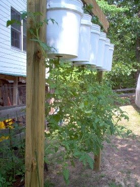Upside Down Tomato tree