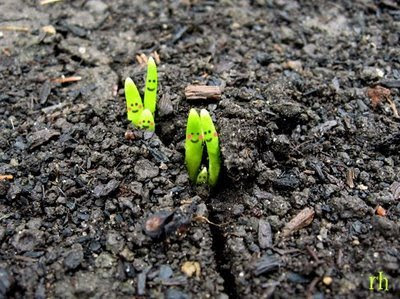Sprouting (2) 2
