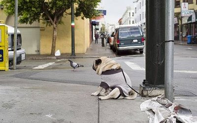How not to keep a dog (4) 1