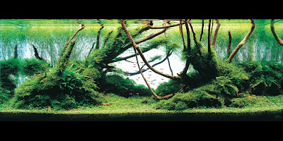 The 2008 International Aquatic Plant Layout Contest (3) 2
