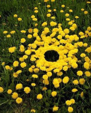 Sculptures Made From Elements Of Nature (18) 16
