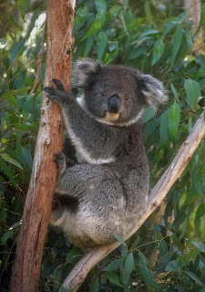 koala: Animal lento em arvore[imagem]
