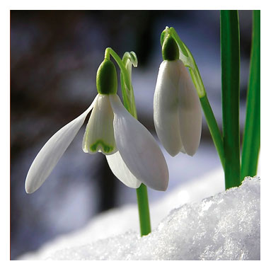 [snowdrops1232947393.jpg]