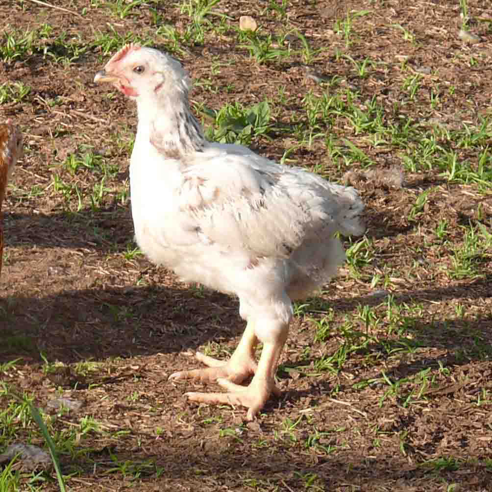 Whitmore Farm Selling chicken in Maryland