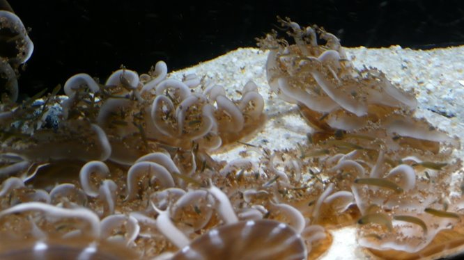 [editedupsidedownjellyfishP1090745.JPG]