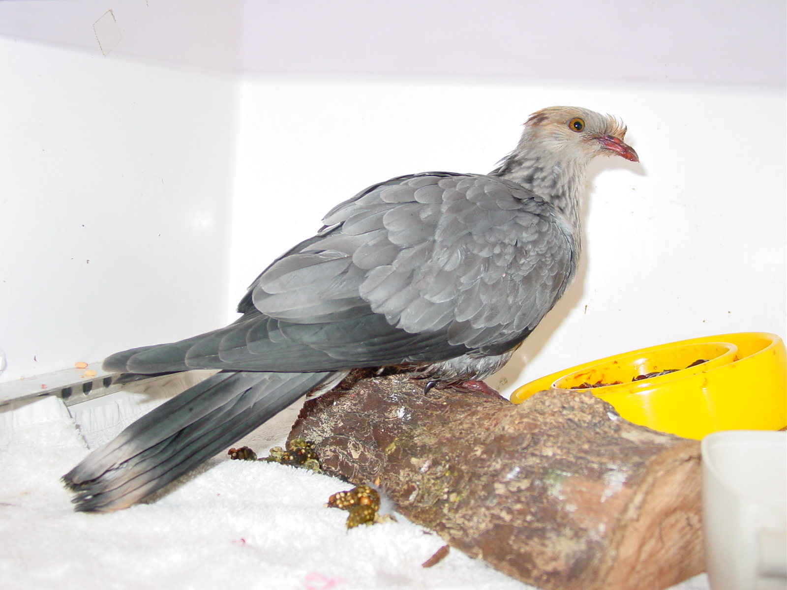 Flyingbirds_Snoodsnscrews The Real Top knot pigeon makes a stand!