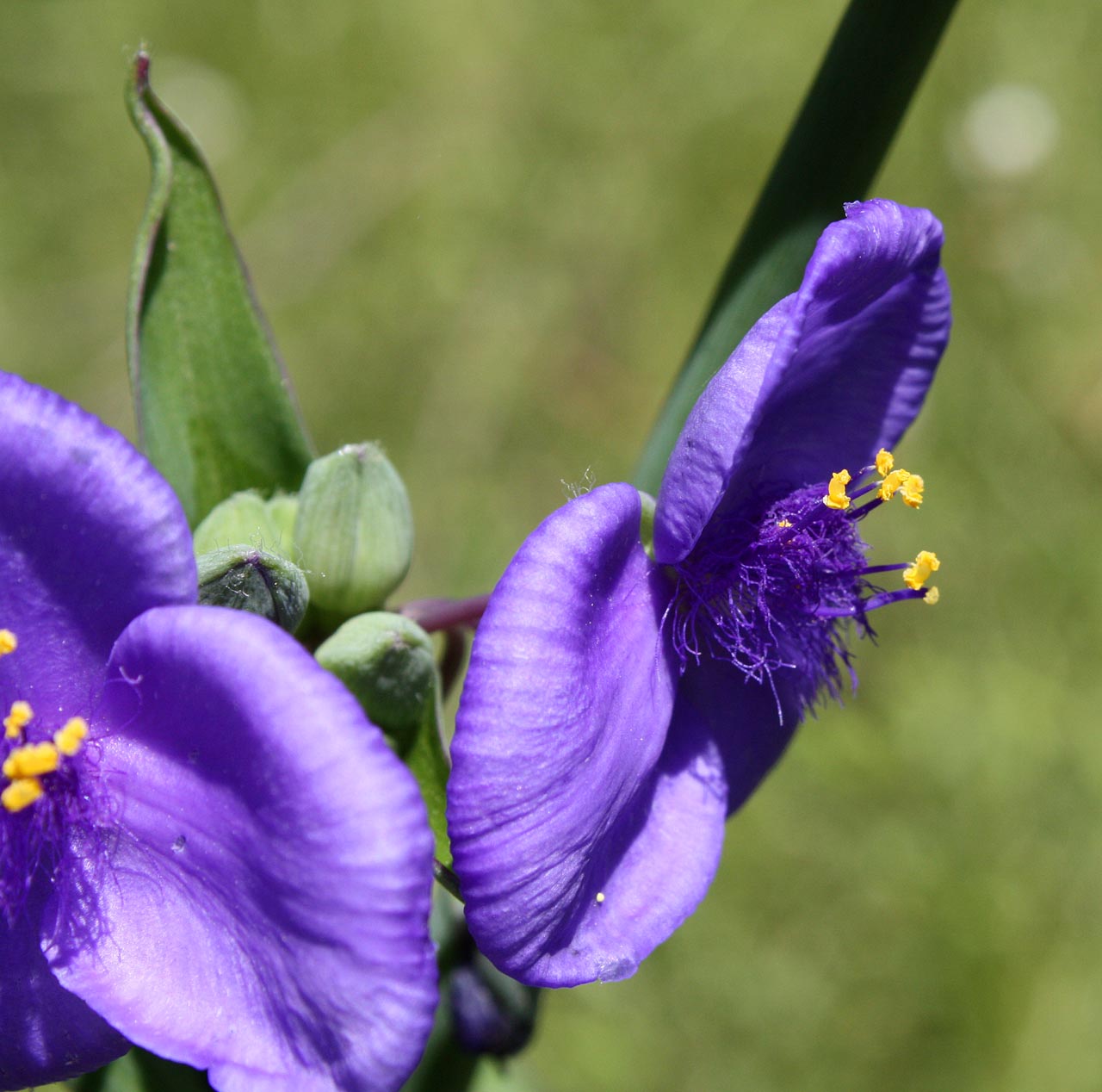 Southern Lagniappe A Beautiful Flower with an Ugly Name