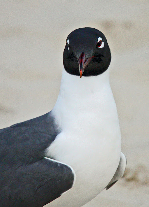 The Face of a Seagull