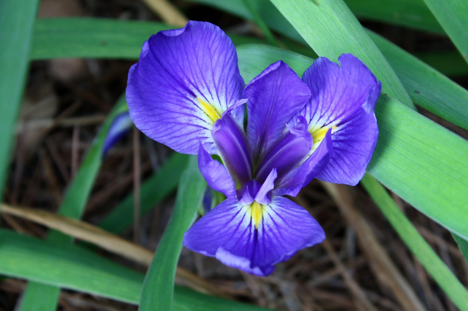 Southern Lagniappe The Ultimate FleurdeLis