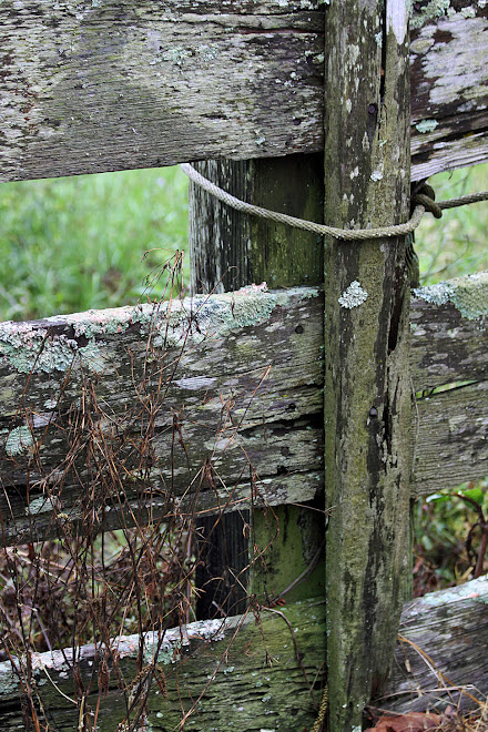 Lichen-Covered Fence