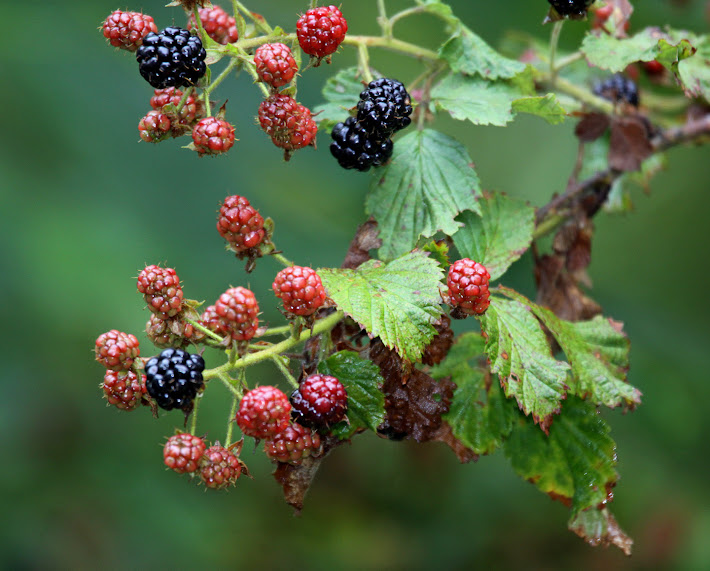 Wild Georgia Blackberries