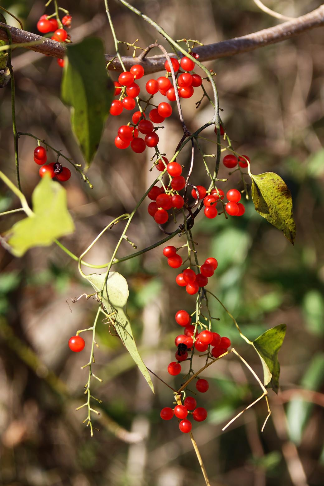 Southern Lagniappe December Lagniappe Vines and Berries