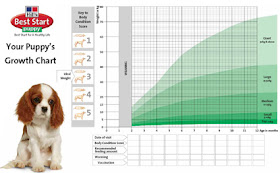 Dogger Blogger Golden Retriever Puppy Growth Rate Golden Retriever Puppy Growth Rate