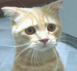 sad%20cat.JPG