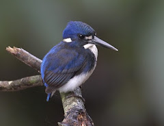 Little Kingfisher