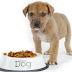 Memilih Dogfood Yang Cocok Untuk Anjing