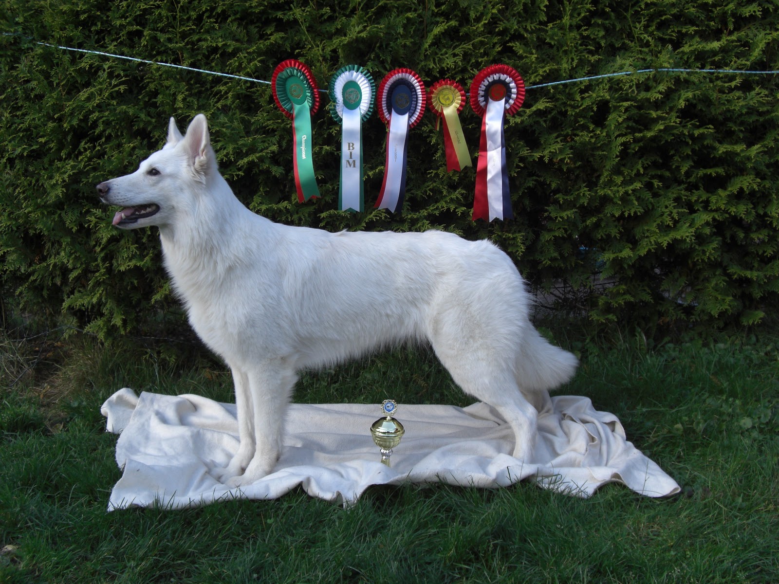 Hva Betyr Dog På Norsk