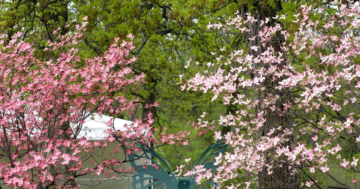 Pink Flowering Trees In Missouri / Pink Flowering Trees Gardenerdy