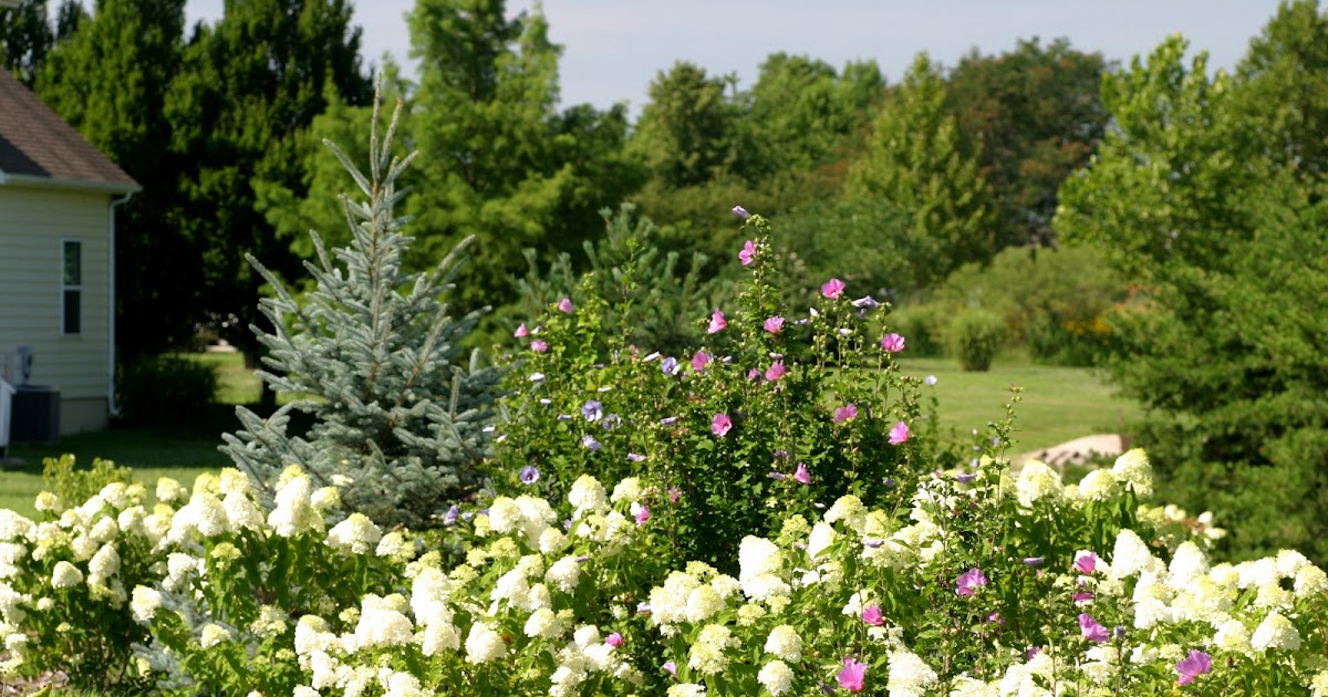 Best Small Shrubs For Borders