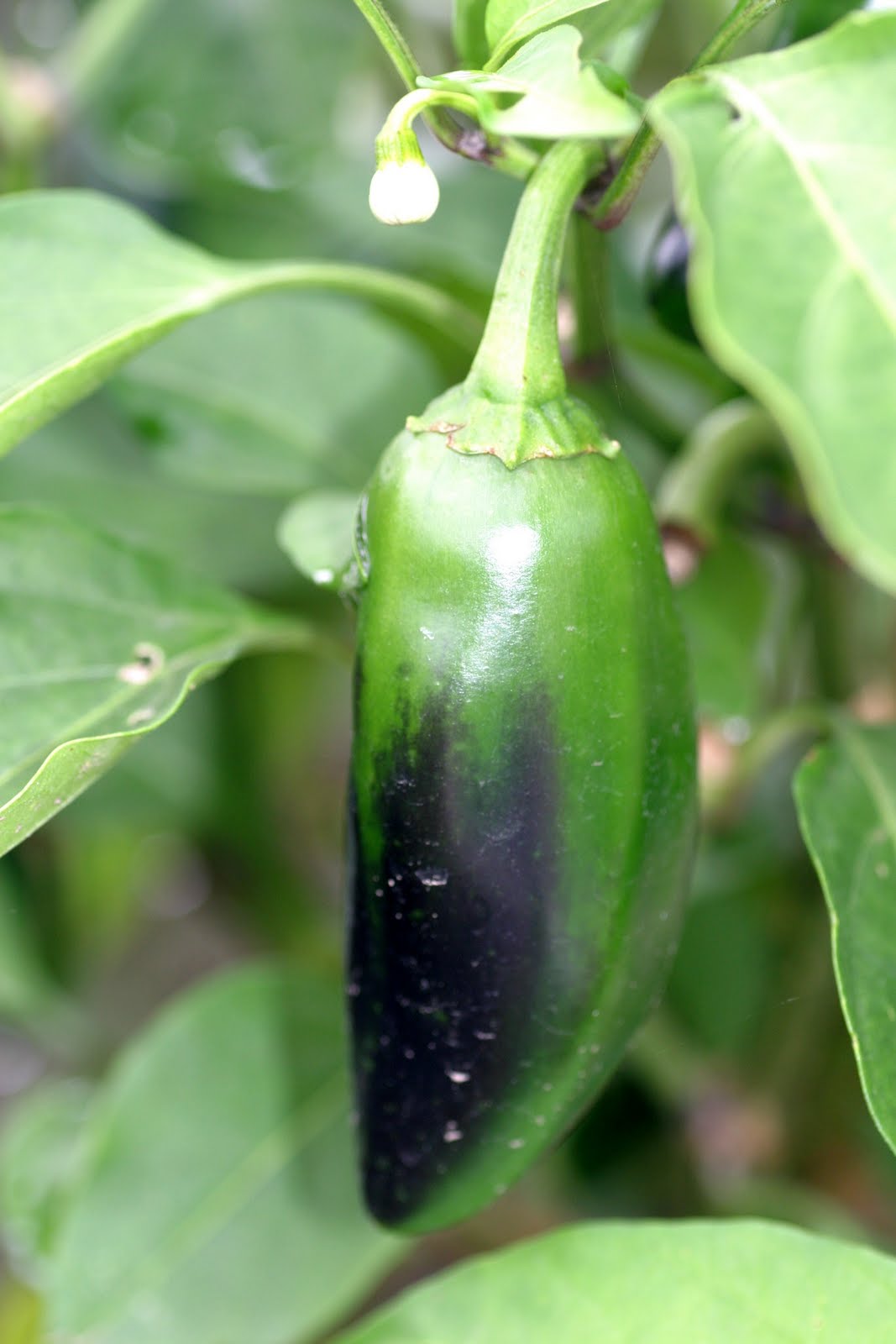 Pepper,+Early+Jalapeno.JPG (image)