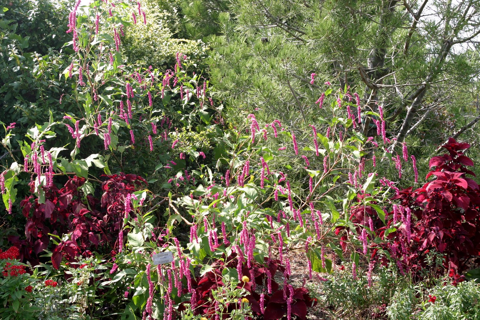 Powell Gardens' Blog: Floral Treasures after a Lush Season