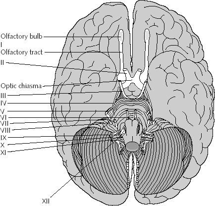 anatomyforme: Cranial Nerves Pictures and Links