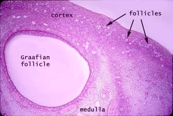 anatomyforme: Endocrine Histology Plenty of Histo Ovaries and testes