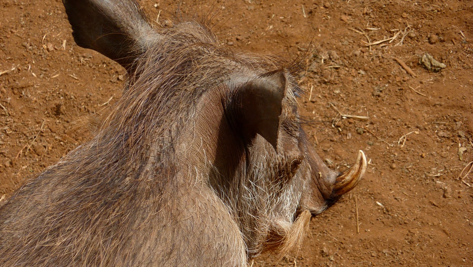 Strange Victory: Animal Shapes.