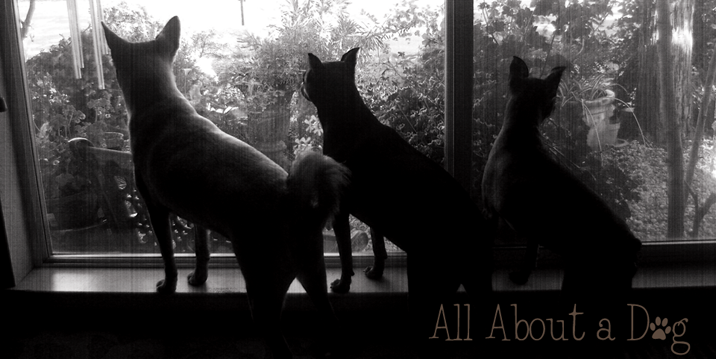all about a dog