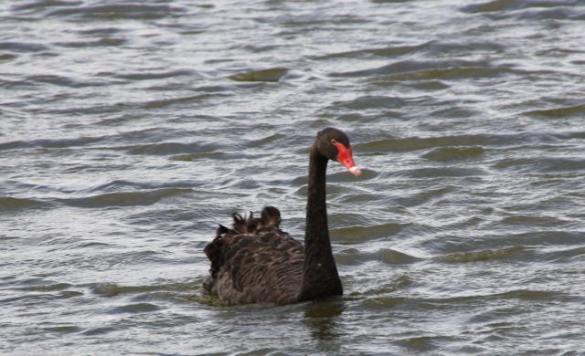 Adventure Before Dementia Birds On Holiday