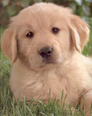 golden retriever dogs and puppies. Golden Retriever - The hunting