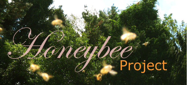 Notes from the Bee Hive