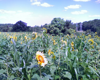 sunflower field at Clagett Farm