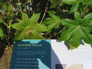 castor plant leaf and sign