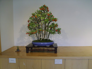holly bonsai