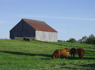 Clagett Farm cows and barn