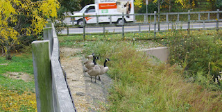 Canada geese near pond
