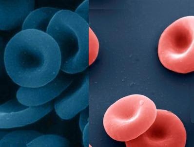 la seguridad en nuestro entorno: Sangre azul vs sangre roja