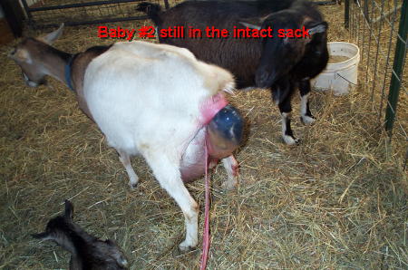 [ShilohBirth6.jpg]