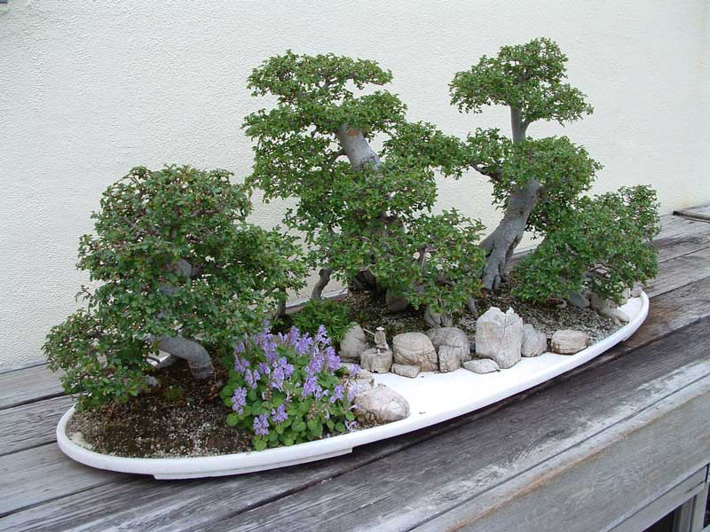 [bonsai-2.jpg]