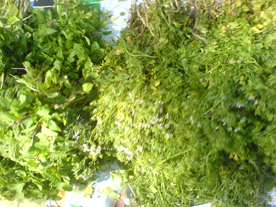This Week at the Farmer's Market - Coriander and mint