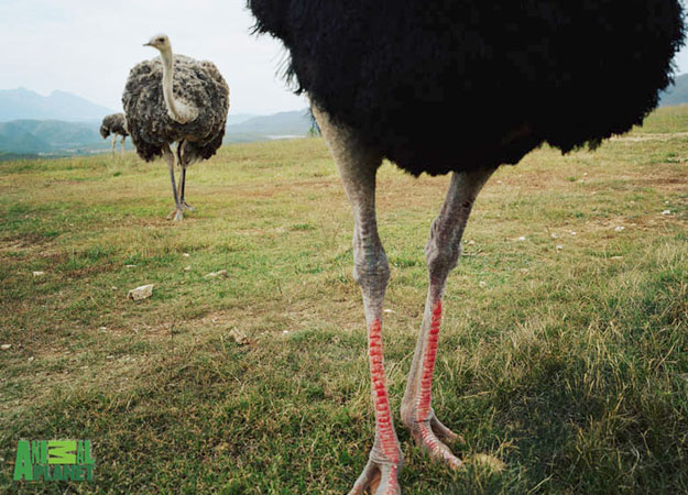 Curiosidades y fotos de animales: Avestruz