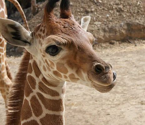 Curiosidades y fotos de animales: Jirafa