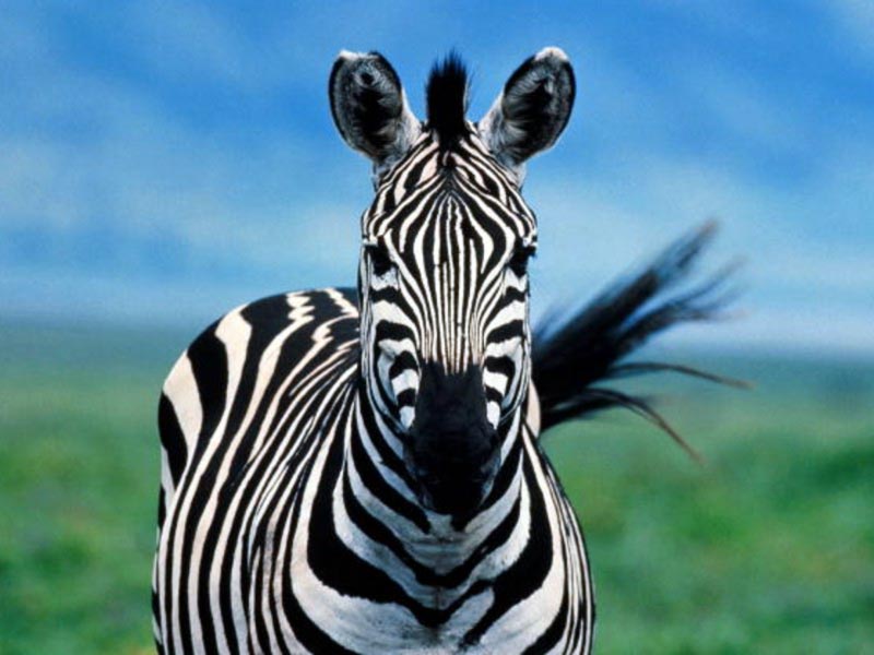 Curiosidades y fotos de animales: Zebra