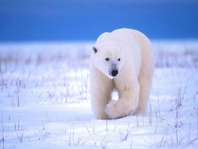 Curiosidades Y Fotos De Animales Oso Polar curiosidades-y-fotos-de-animales-oso-polar