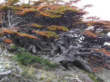 Alta montaña; condición ideal para los bonsai diseñados por la naturaleza  (yamadori)
